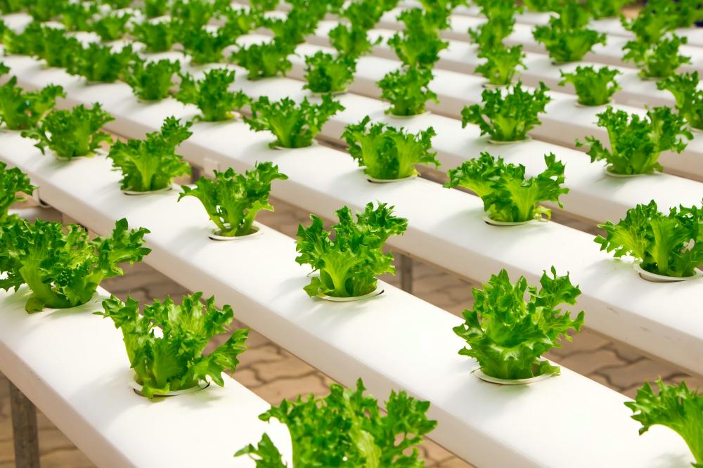 Hydroponic planting Hydroponic planting