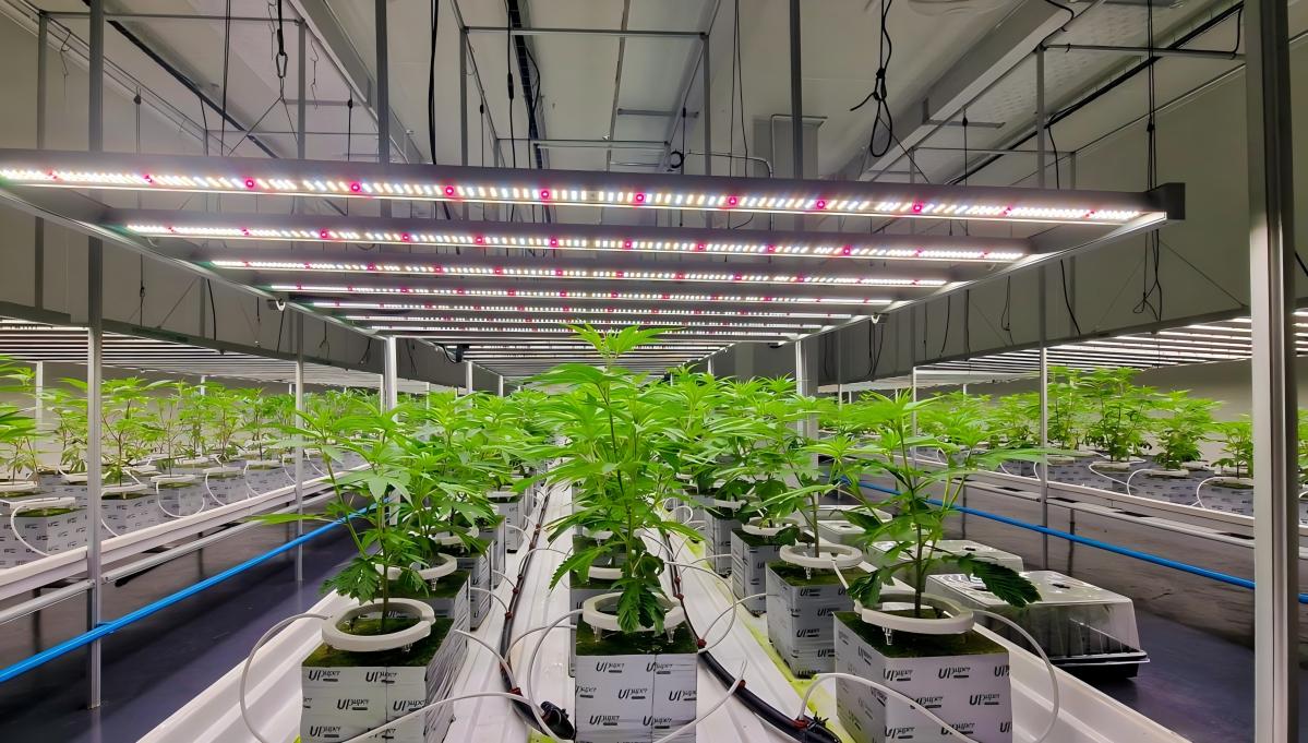 full spectrum led grow light.jpg full spectrum led grow light.jpg